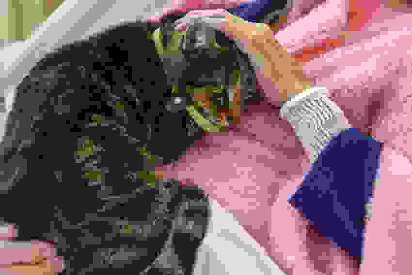 Zachary-Paws-For-Healing-10.jpg