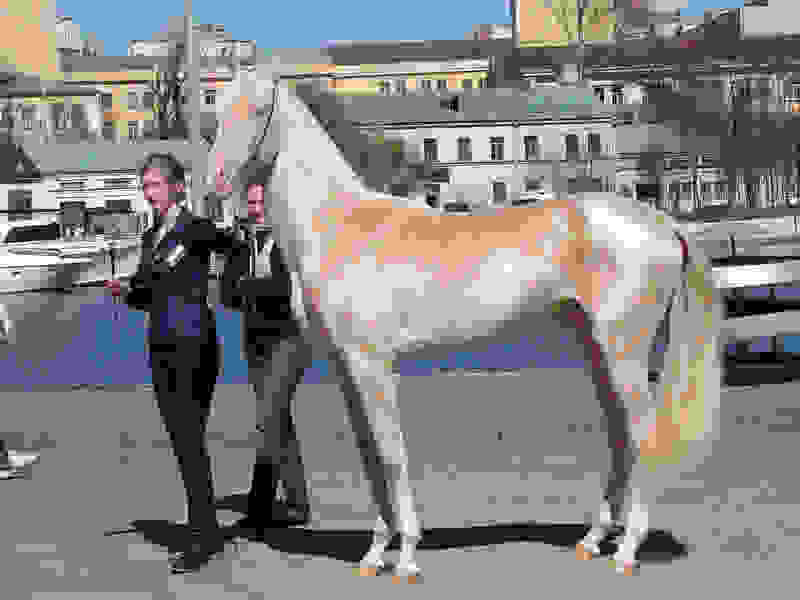 akhalteke-metallic.jpg