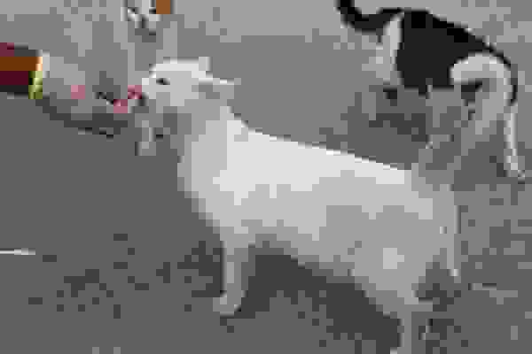 alaa-4.jpg