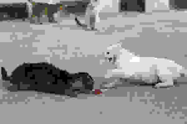 alaa-5.jpg