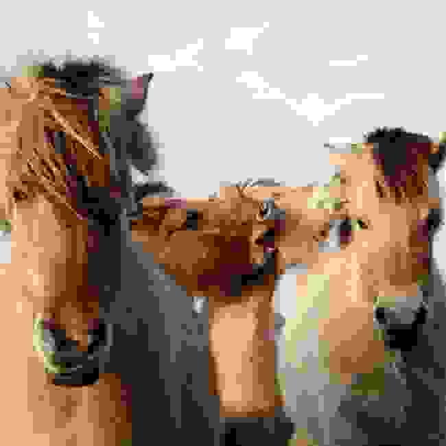 aloga3.jpg