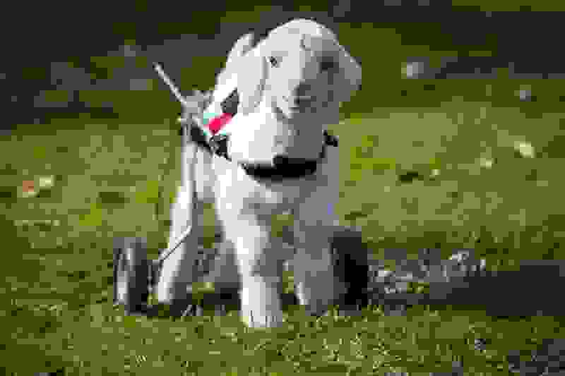 1401125002 frostie-snow-goat-wheelchair-edgars-mission-7