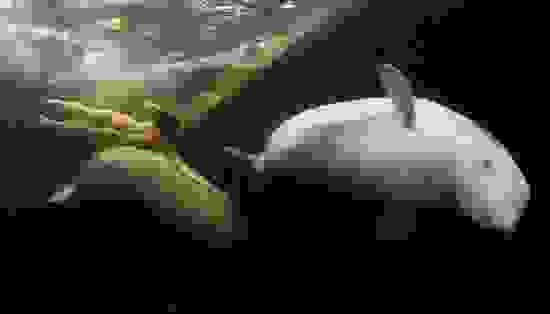 5718797812 3eb59834e4 o-550x314-1