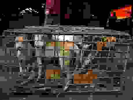 TomohonMarketandRatHunting1361