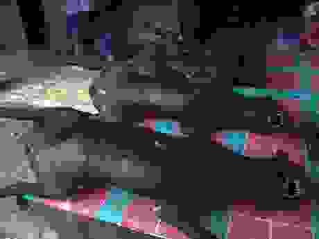 TomohonMarketandRatHunting138