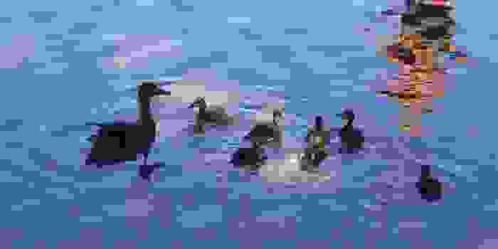 cf80cebfcebbcf8dcf84ceb5cebacebdceb5cf82-cf80ceaccf80ceb9ceb5cf82