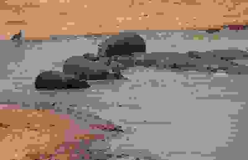hippo