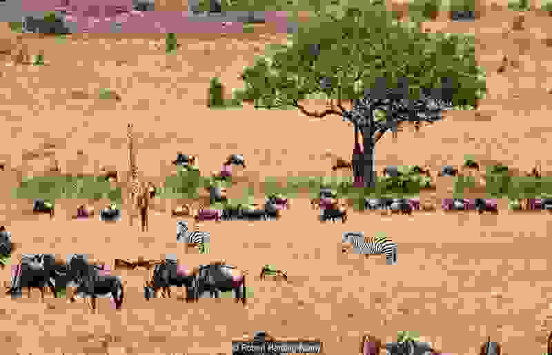 safari