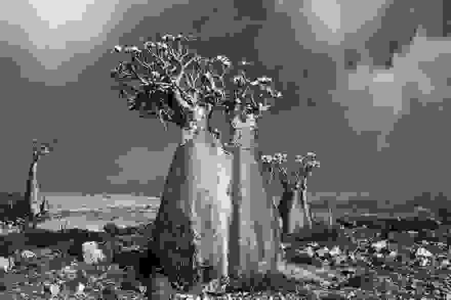 ancient-trees-beth-moon-5.jpg