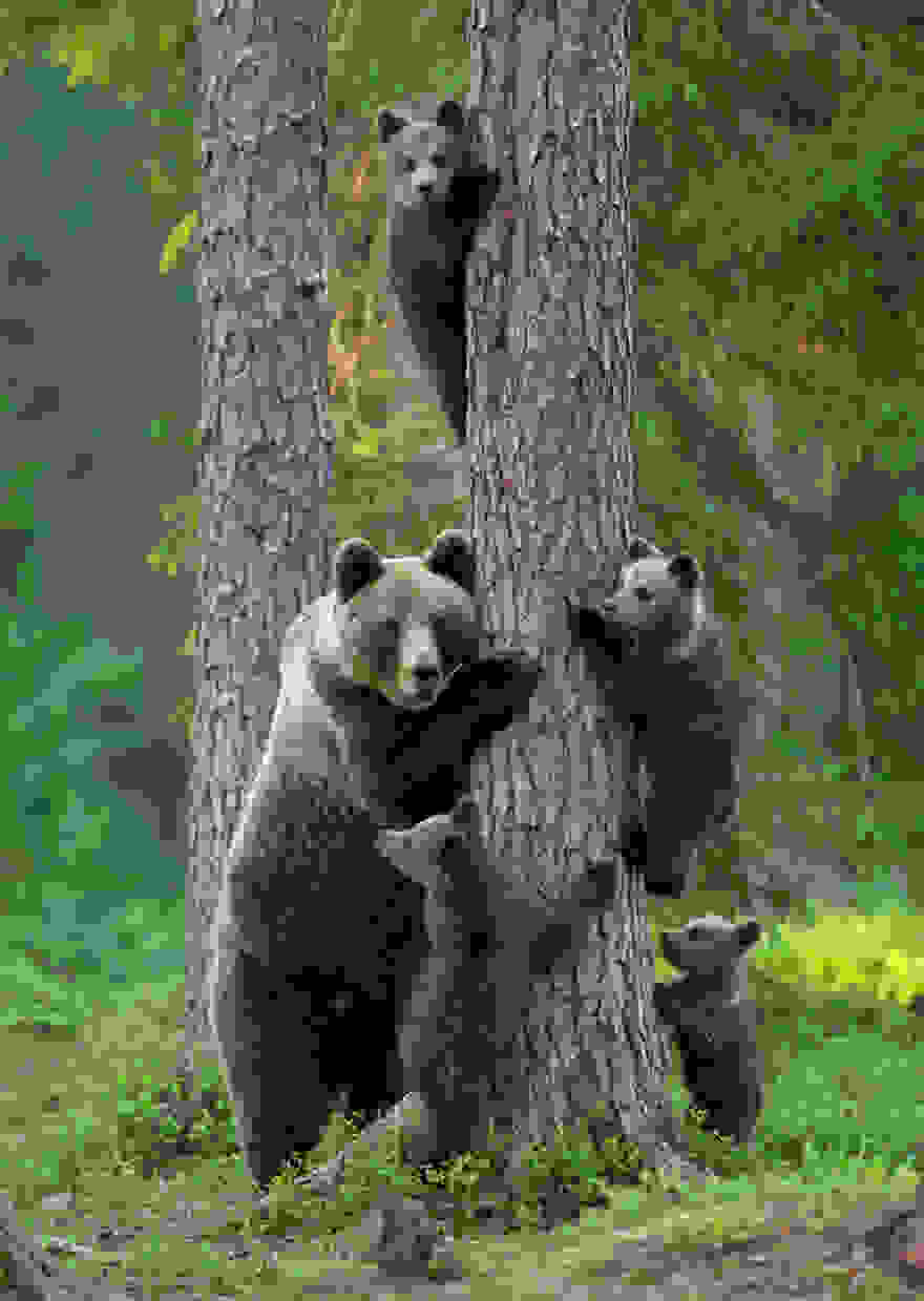 animal-family-portraits-14__880.jpg