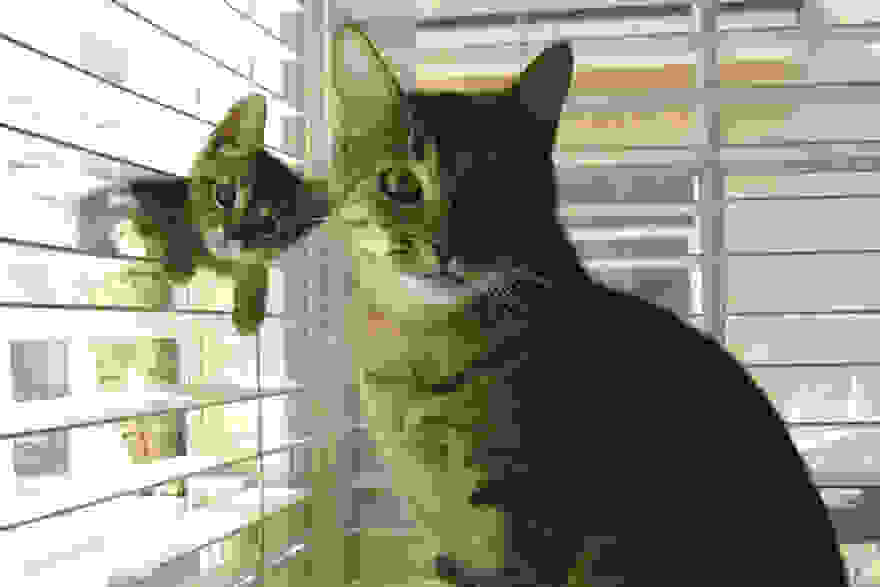 animal-family-portraits-29__880.jpg