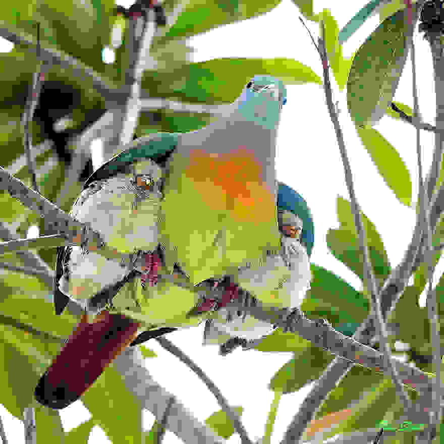 animal-family-portraits-3__880.jpg