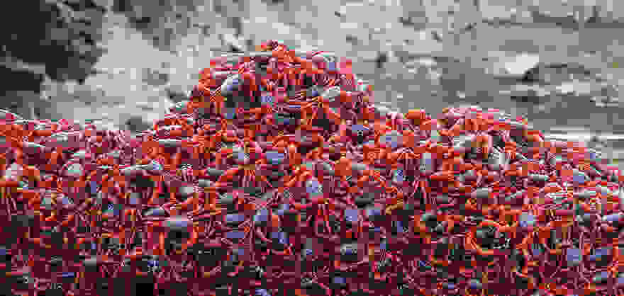 animal-migration-photography-101__880.jpg
