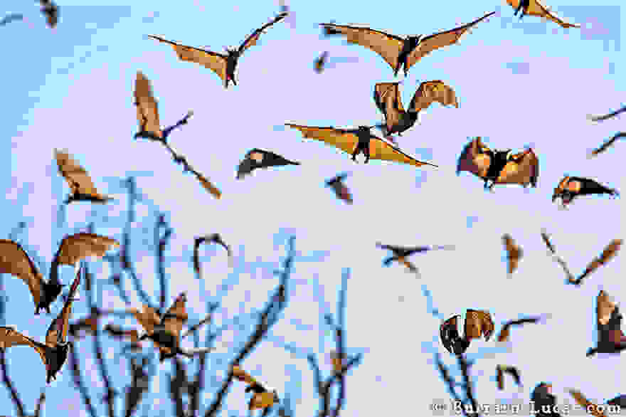animal-migration-photography-191__880.jpg