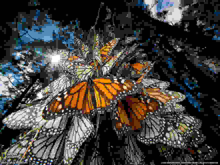 animal-migration-photography-21__880.jpg