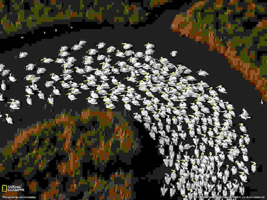 animal-migration-photography-31__880.jpg