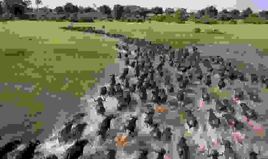 animal-migration-photography-91__880.jpg