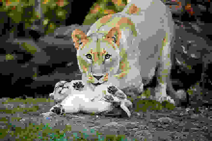 animal-parents-13.jpg