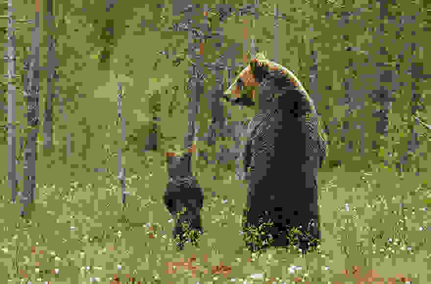 animal-parents-32.jpg