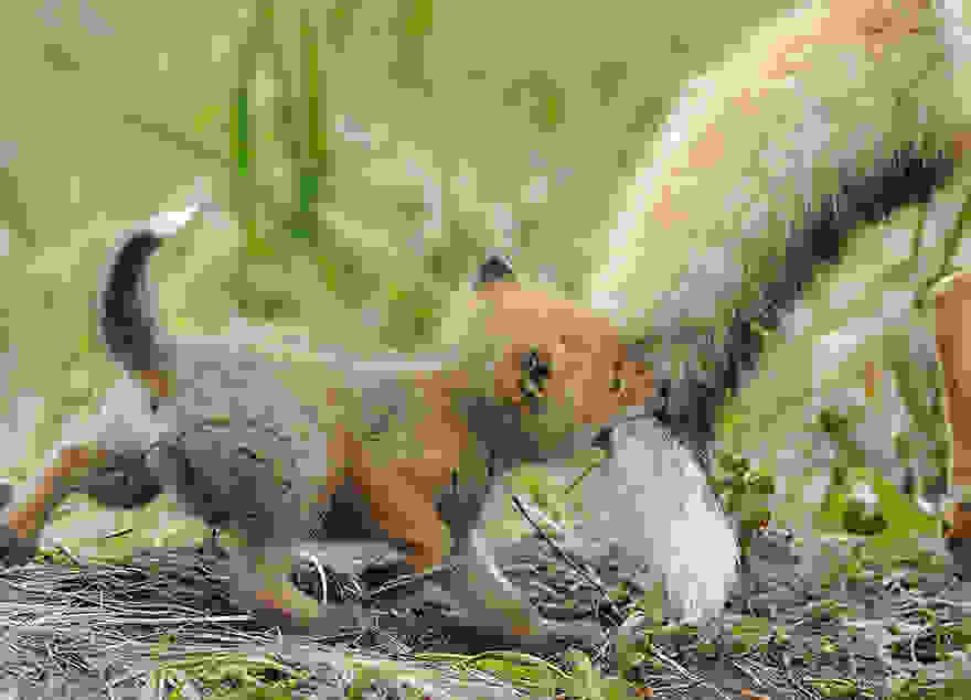 animal-parents-7.jpg