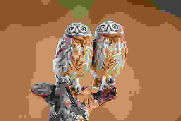 animal-twins-two-similar-lookalikes-205.jpg