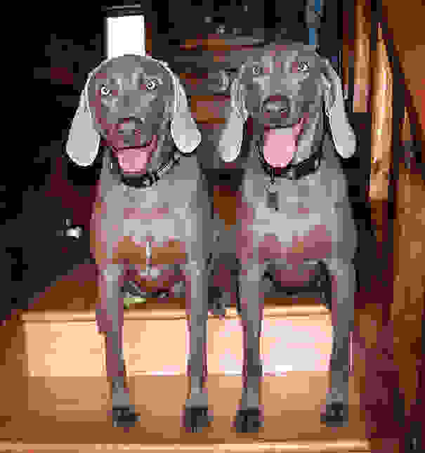 animal-twins-two-similar-lookalikes-208.jpg