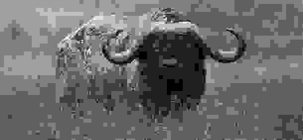 animals_deaths_12.jpg