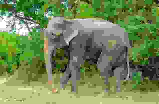 elefantas414.jpg
