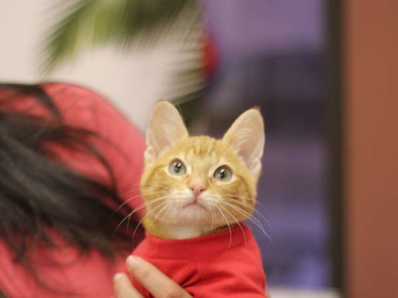 big-stockingsthecat_09a.png