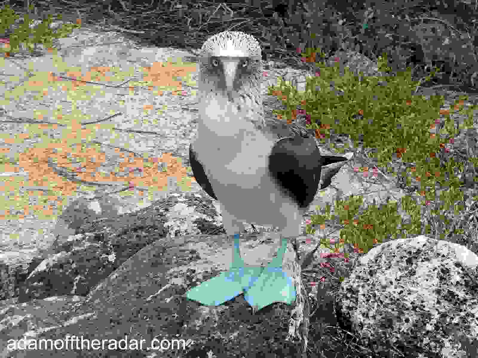 blue-footed-booby2.jpg