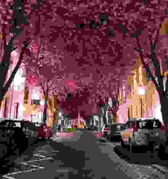 bonn.jpg