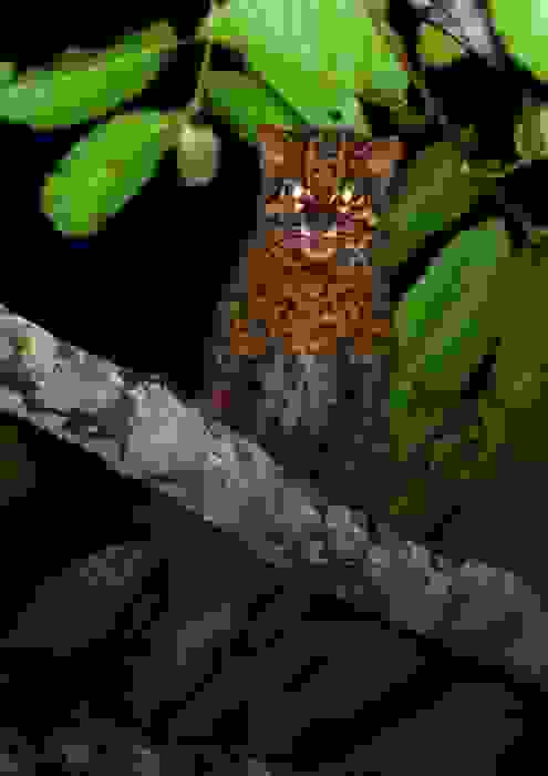 borneo-cat-2-002.jpg