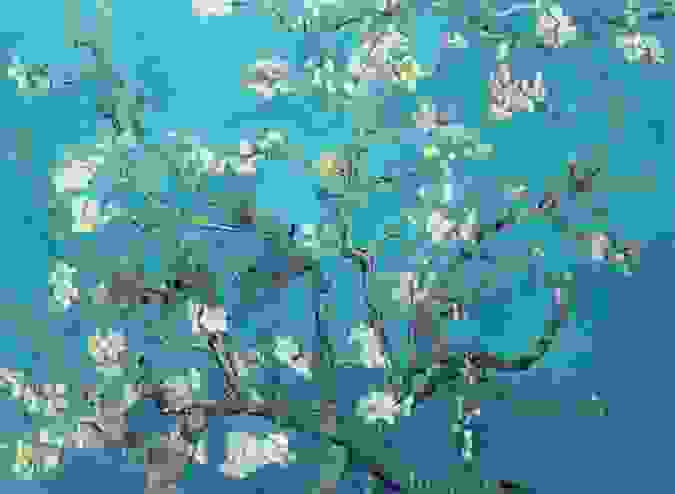 branches-with-almond-blossom-1890.jpg