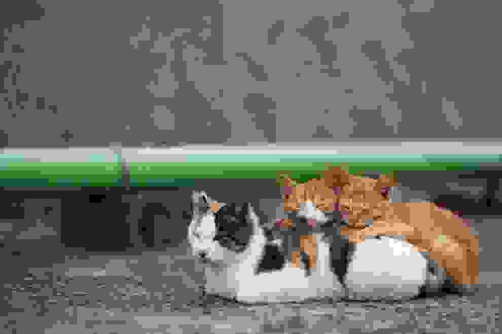 cat-island031.jpg