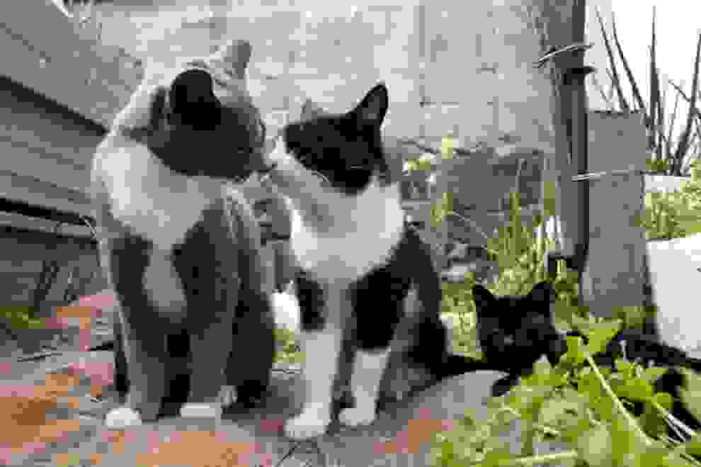 cat-island041.jpg
