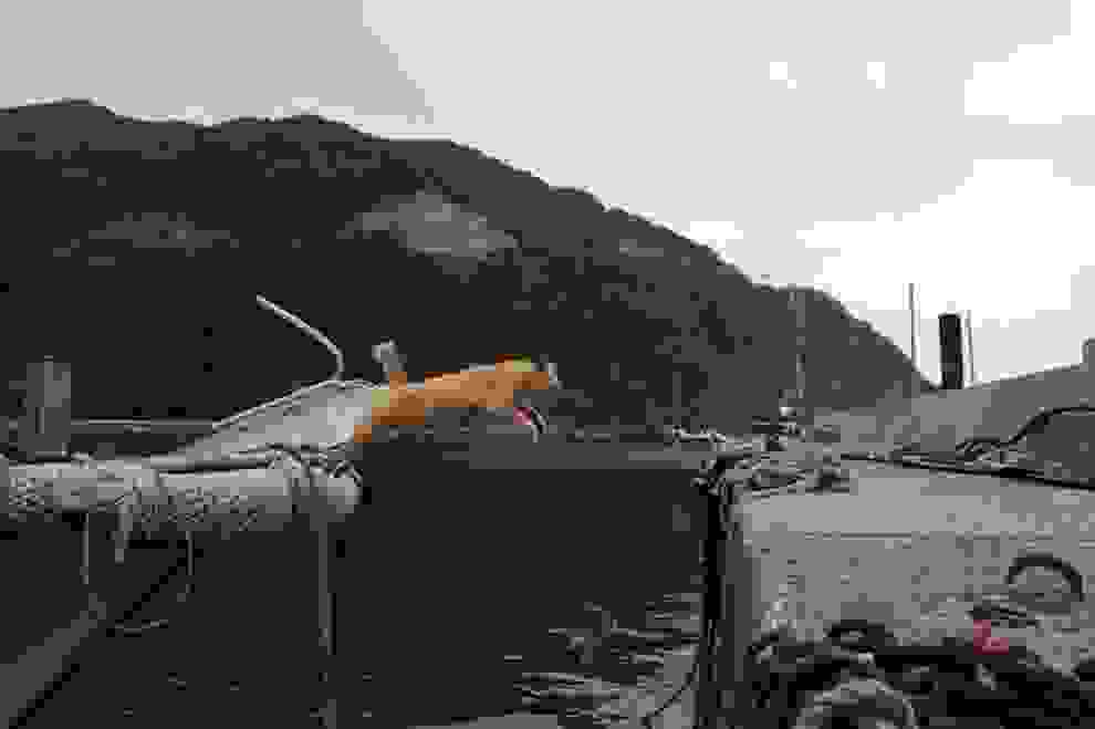 cat-island061.jpg