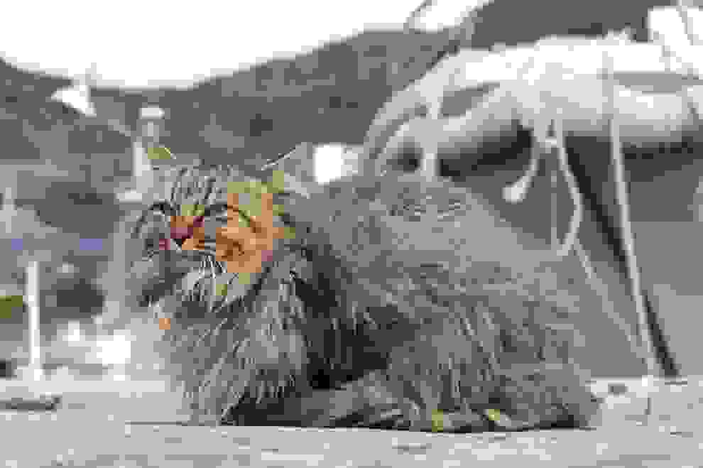 cat-island071.jpg