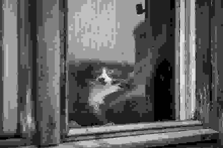 cat-waiting-window-1.jpg