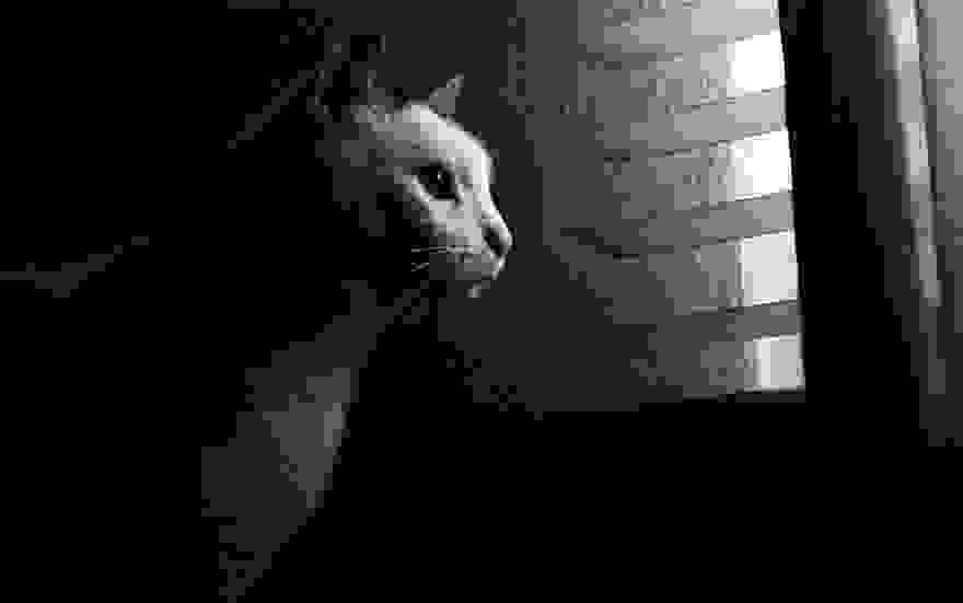cat-waiting-window-3.jpg