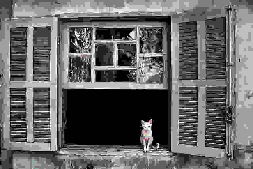 cat-waiting-window-34.jpg