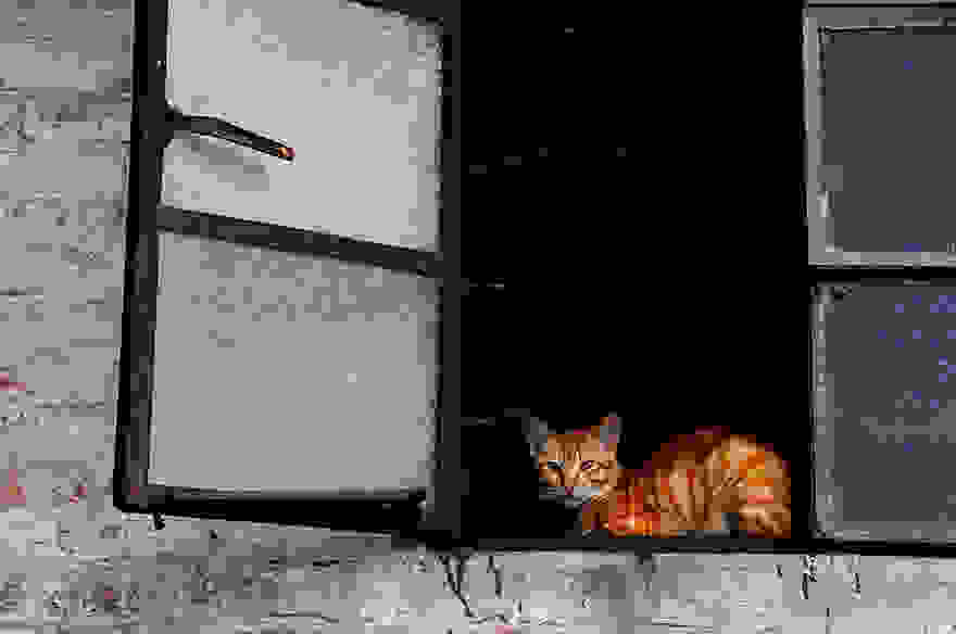 cat-waiting-window-38.jpg