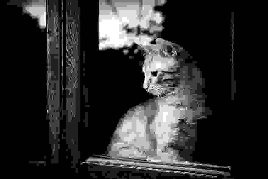 cat-waiting-window-44.jpg