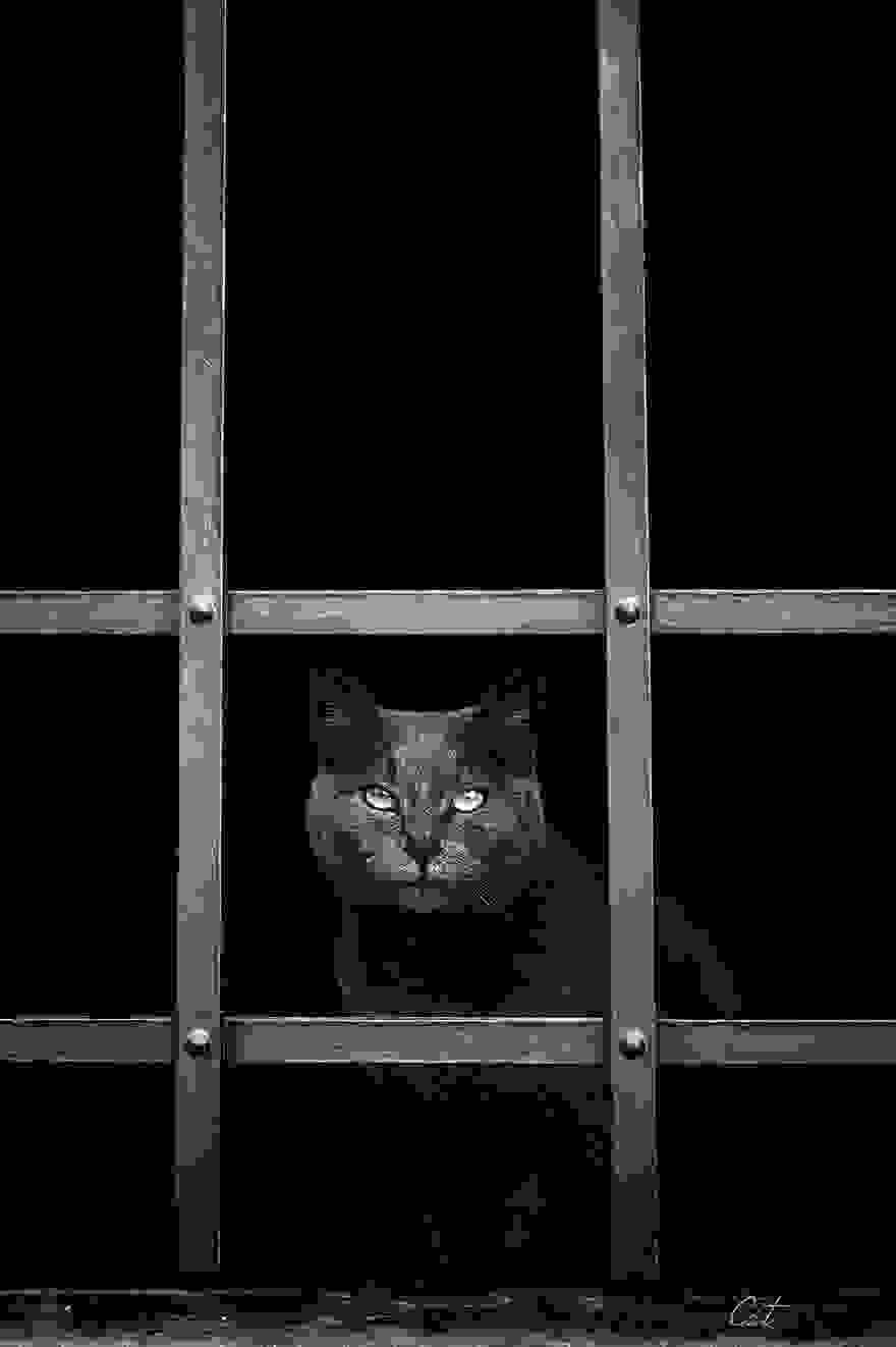 cat-waiting-window-47.jpg