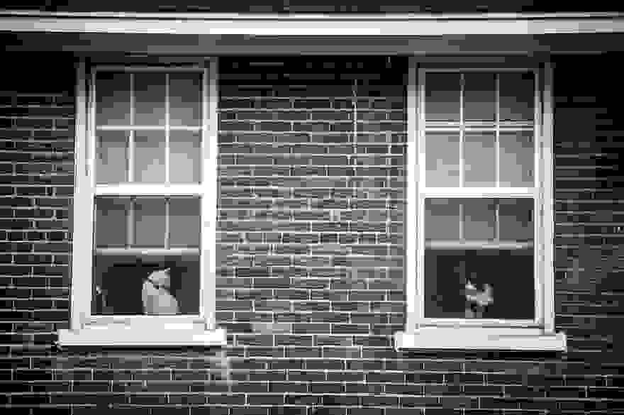 cat-waiting-window-48.jpg