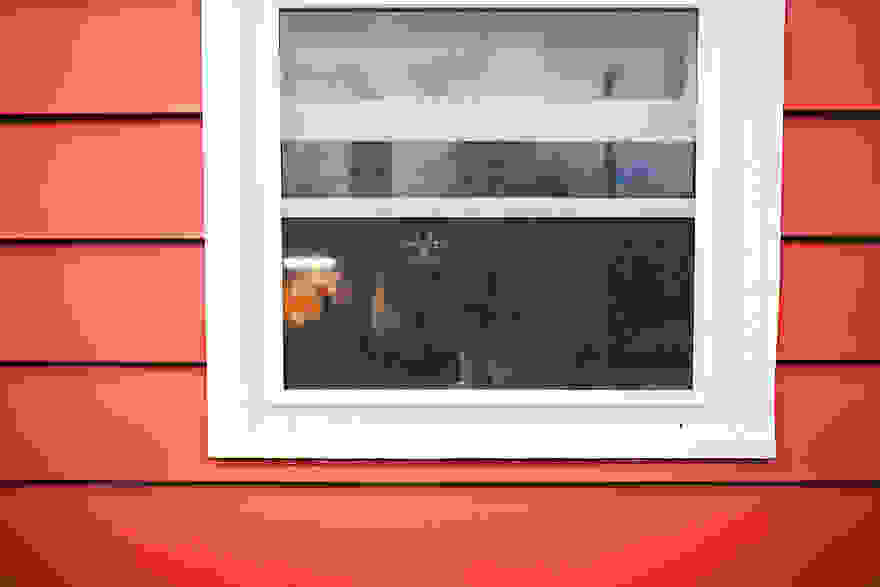 cat-waiting-window-49.jpg
