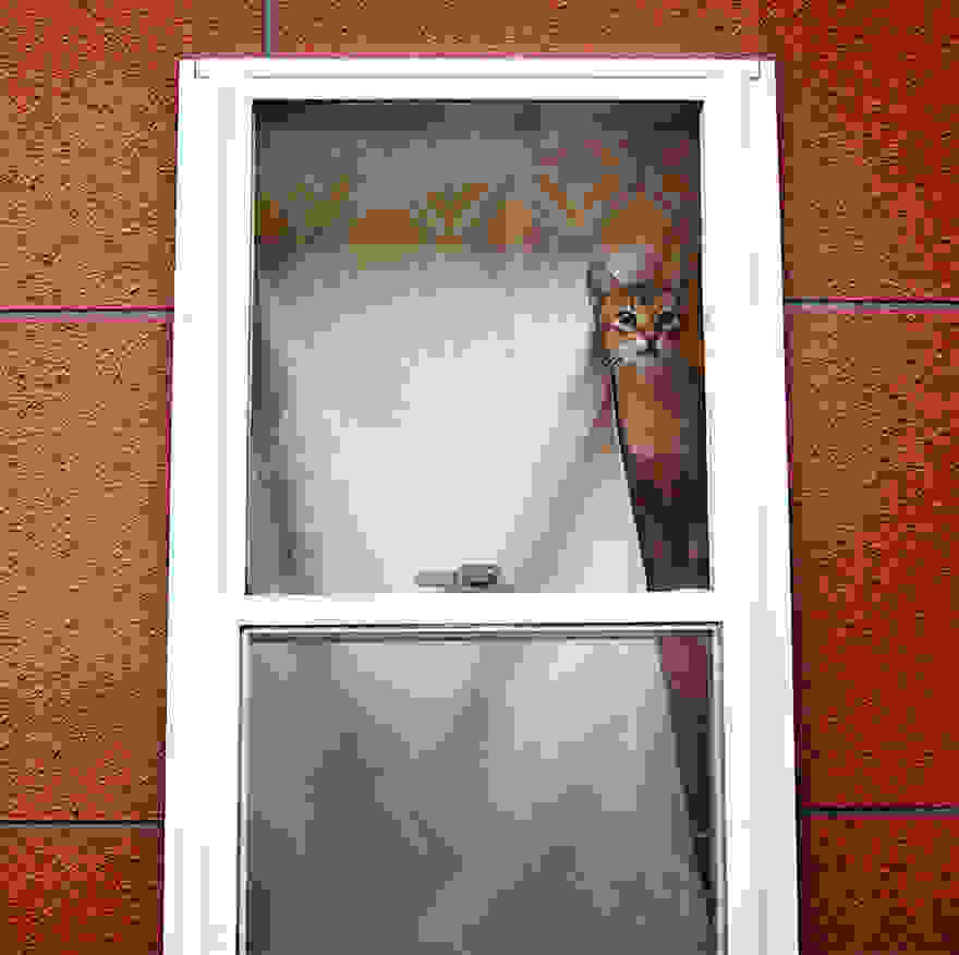 cat-waiting-window-5.jpg