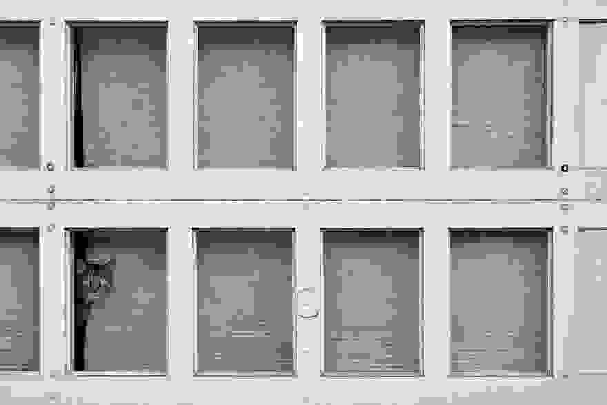 cat-waiting-window-53.jpg