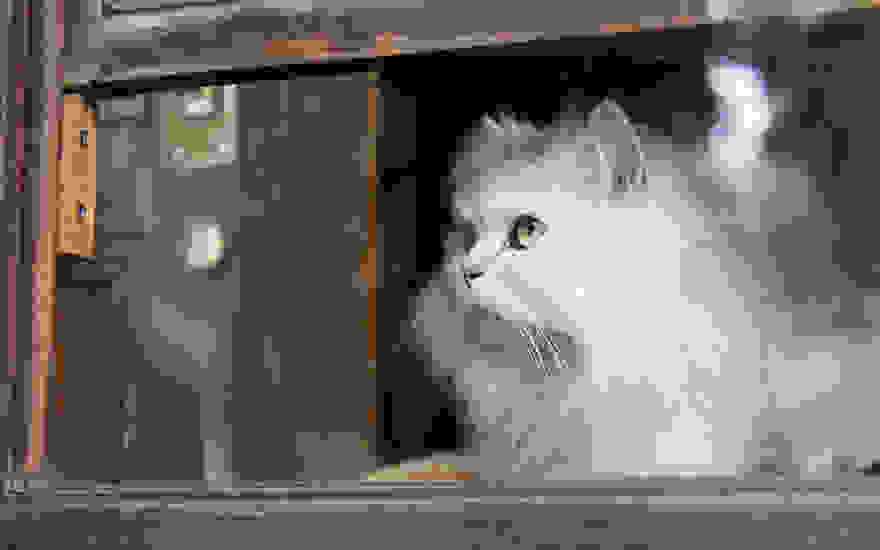 cat-waiting-window-57.jpg
