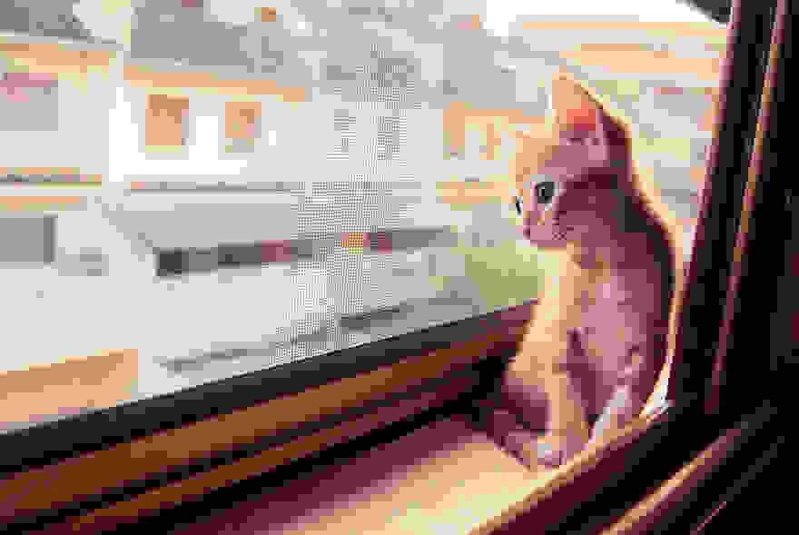 cat-waiting-window-6.jpg