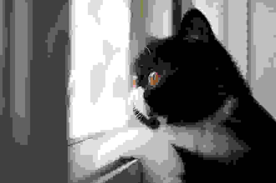 cat-waiting-window-61.jpg